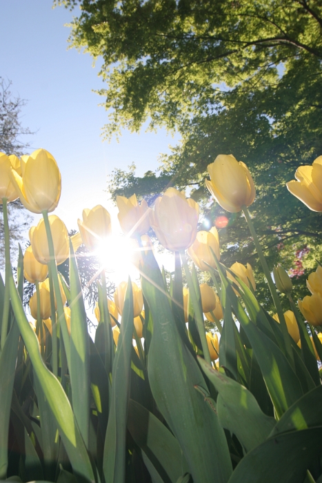 Tulipes a Morges 2007 - 221